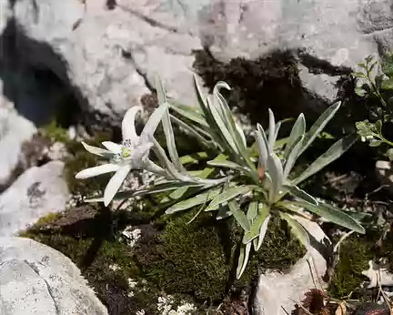 332_4V1A3096 Edelweiss (Leontopodium nivale subsp. alpinum (Cass.) Greuter, 2003)